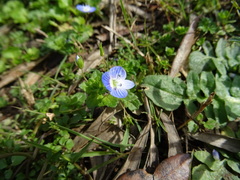 Veronica persica