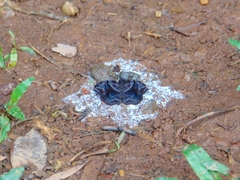 Helias phalaenoides