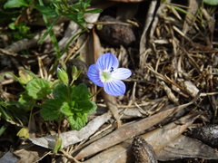 Veronica persica