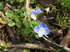 Veronica persica