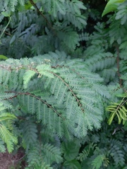 Mimosa bimucronata