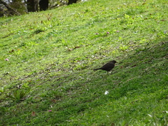 Turdus merula