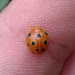 Henosepilachna argus