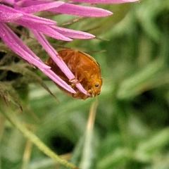 Henosepilachna argus