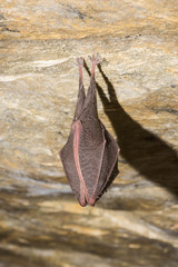 Rhinolophus hipposideros