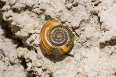 Campylaea illyrica