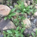 Helianthus occidentalis plantagineus - Photo (c) theo_witsell, algunos derechos reservados (CC BY-NC), subido por theo_witsell