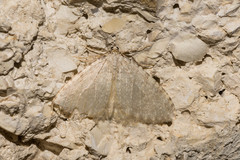 Triphosa sabaudiata