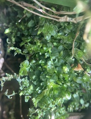 Plagiomnium cuspidatum