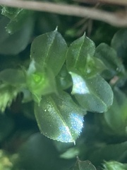 Plagiomnium cuspidatum