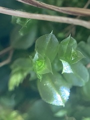 Plagiomnium cuspidatum