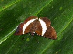 Eburuncus unifasciata