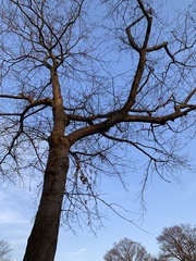 Platanus occidentalis