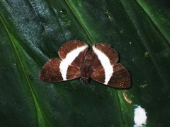 Eburuncus unifasciata