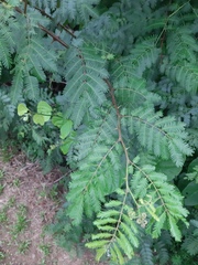 Mimosa bimucronata