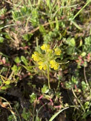 Castilleja campestris