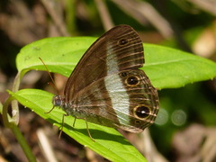 Euptychoides albofasciata