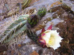 Trichocereus cuzcoensis