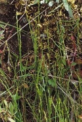 Thinopyrum elongatum