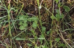 Petrosedum forsterianum