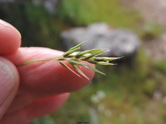 Anthoxanthum aristatum aristatum