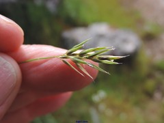 Anthoxanthum aristatum aristatum