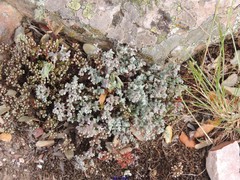 Sedum brevifolium