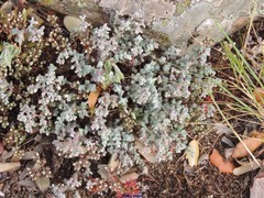 Sedum brevifolium