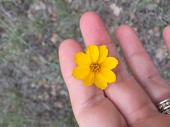 Thelesperma simplicifolium