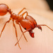 Hyatt's Big-headed Ant - Photo (c) mason_s, some rights reserved (CC BY-NC)