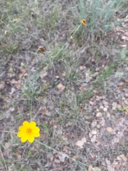 Thelesperma simplicifolium