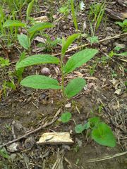 Calystegia spithamaea
