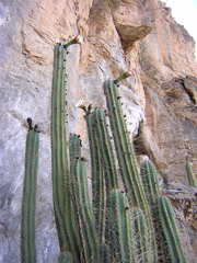 Trichocereus cuzcoensis