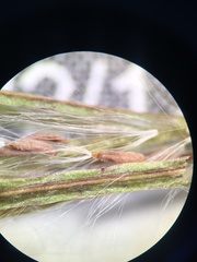 Epilobium glandulosum