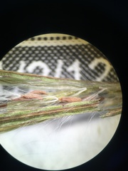 Epilobium glandulosum