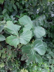 Cissus gongylodes