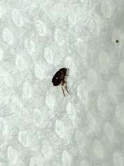Siphonaptera
