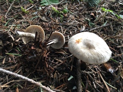 Clitocybe glacialis