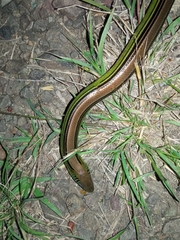 Ophiodes striatus
