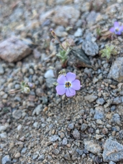Gilia cana