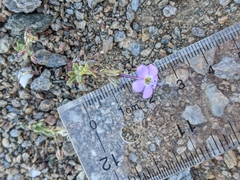 Gilia cana