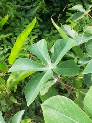 Manihot carthagenensis