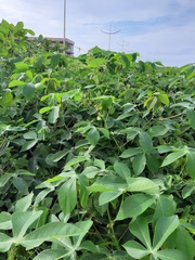 Manihot carthagenensis