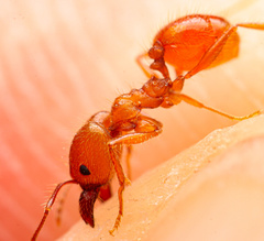 Pheidole hyatti