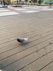 Columba livia domestica