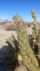 Cylindropuntia ganderi