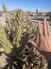 Cylindropuntia ganderi