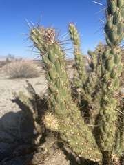 Cylindropuntia ganderi