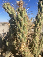 Cylindropuntia ganderi