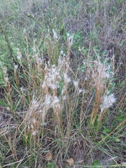 Andropogon arenarius